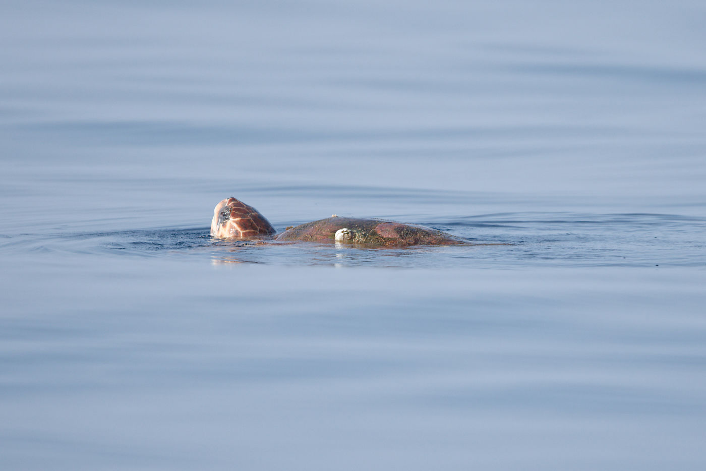 Loggerhead Turtle en surface pour sécher sa carapace. © Noé Terorde