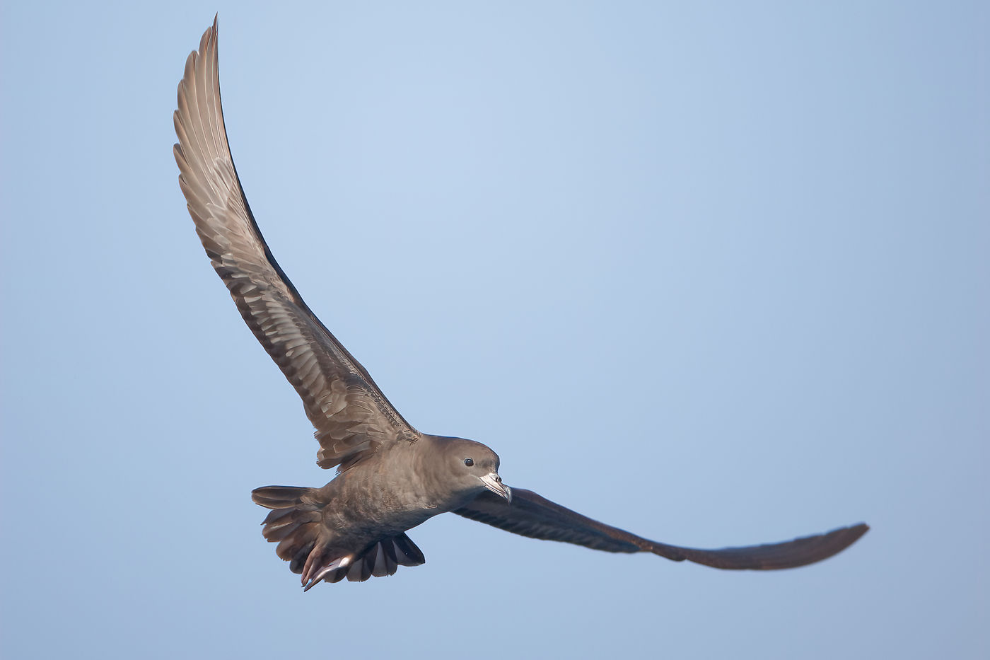 Flesh-footed Shearwater lors de notre sortie en mer. © Noé Terorde