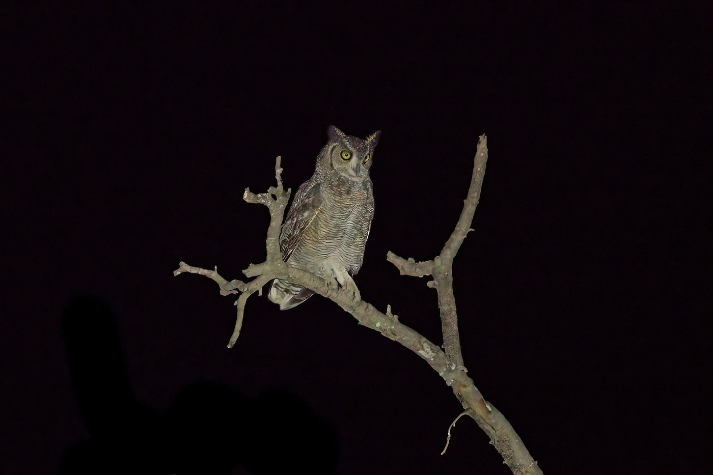 Arabian Eagle Owl lors d'une sortie nocturne dans le sud du pays. © Noé Terorde