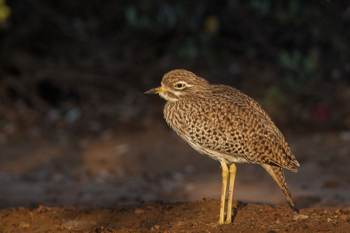 Spotted Thick-knee, un cousin de notre oedicnème criard. © Noé Terorde