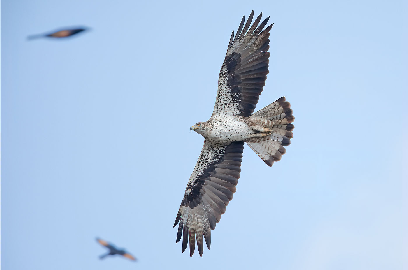 Aigle de Bonelli et Rufipennes de Tristram le survolant. © Noé Terorde