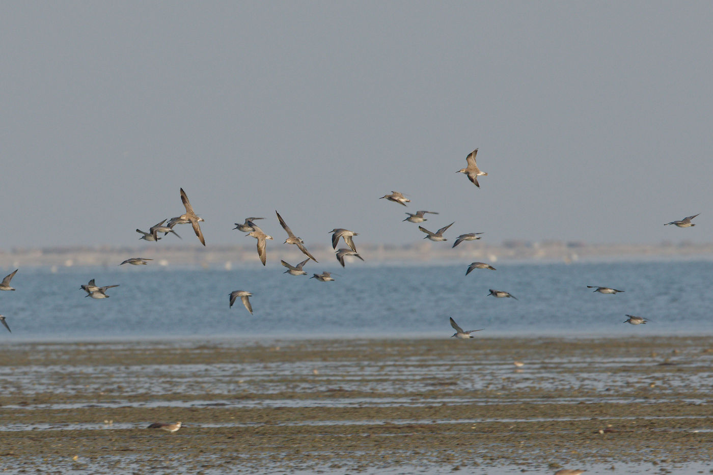 Great Knot à Bar Al Hikman ! © Noé Terorde