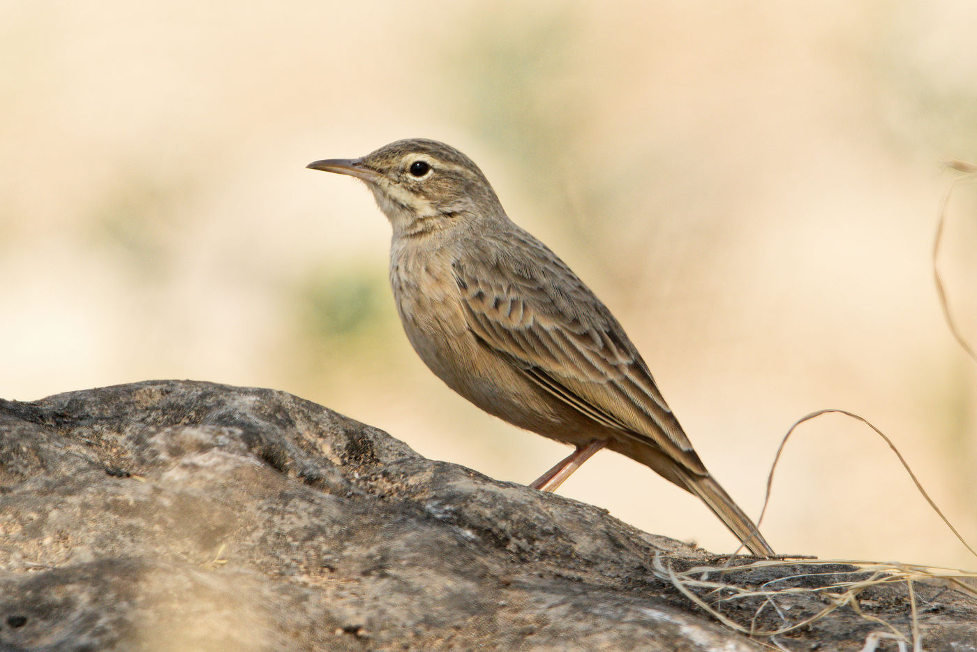 Nous avons trouvé pas mal de Long-billed pipit dans les environs du Dhofar. © Noé Terorde