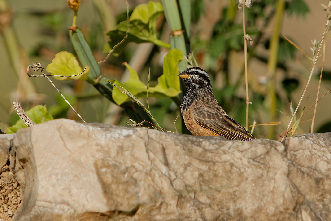 L'eau est une denrée rare dans de nombresues parties du pays. Trouver un abreuvoir... ? C'est trouver les oiseaux ! © Noé Terorde