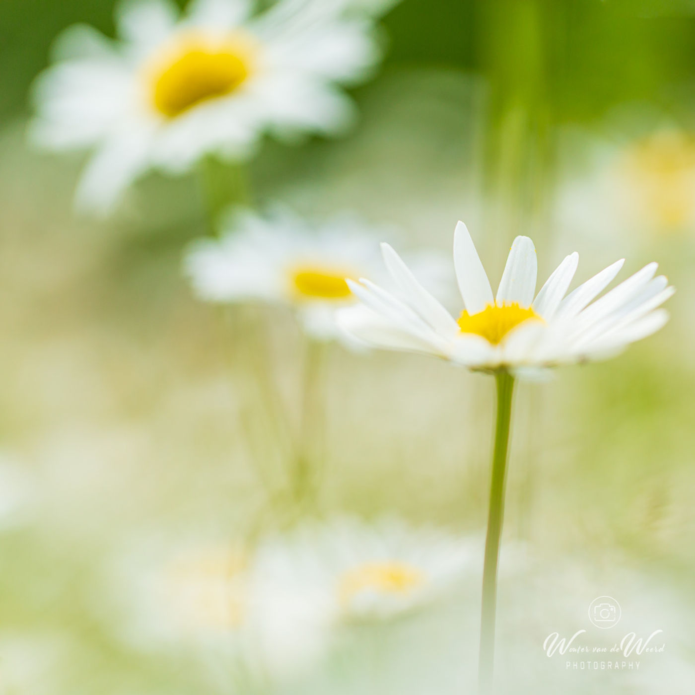 viroinval-fotodag-wouter-billy-05_2014-05-22_3176_5Dmk3