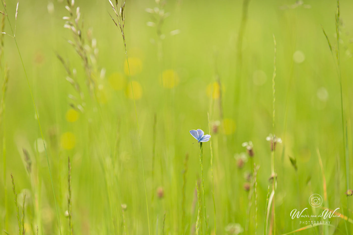 Blauwtje in het gras