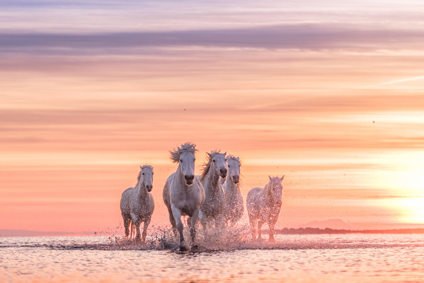 Camargue2023_Jeffrey-Van-Daele-2_0x0_acf_cropped