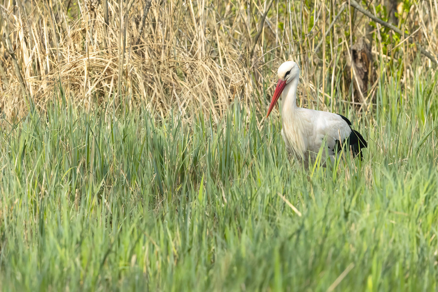 Cigogne blanche