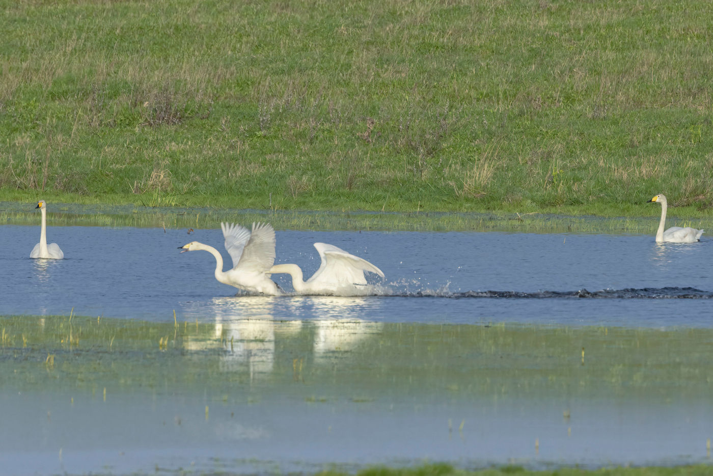 Cygne chanteur