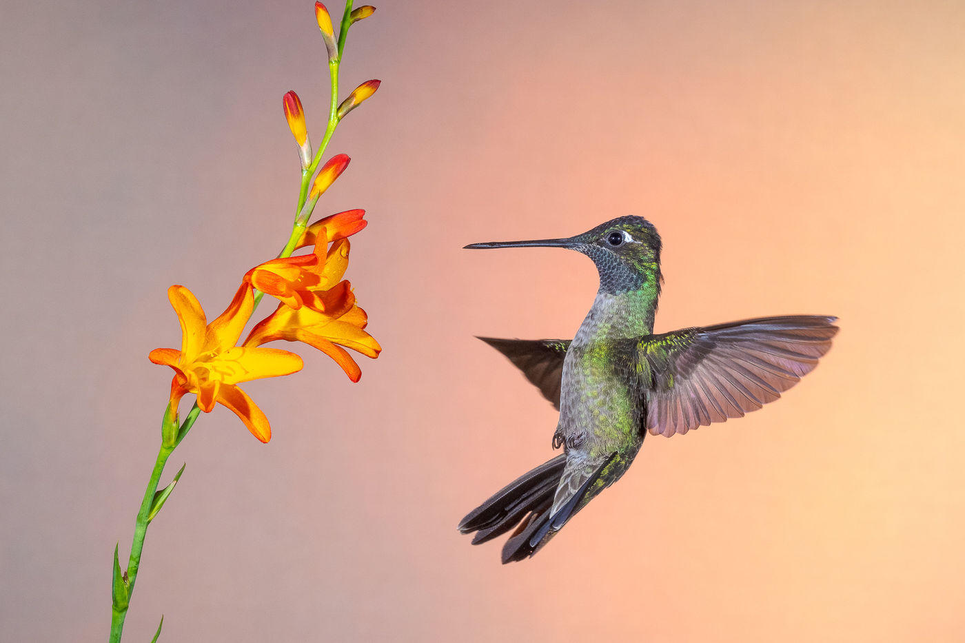 Talamanca hummingbird (Eugenes spectabilis) © Jeffrey Van Daele