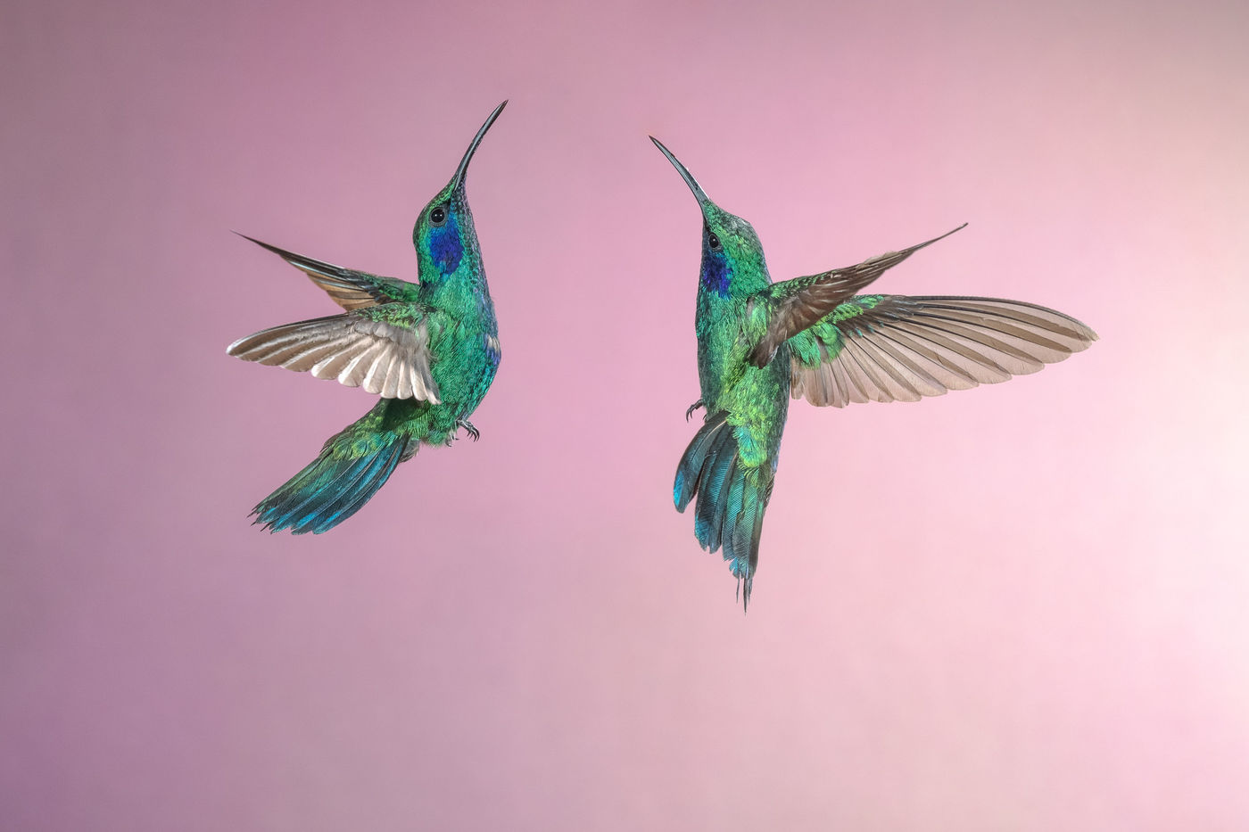 Lesser Violetear (Colibri cyanotus) © Jeffrey Van Daele