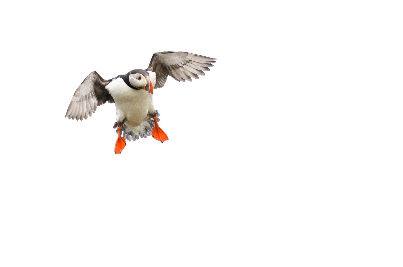 Papegaaiduiker. © Jeffrey Van Daele