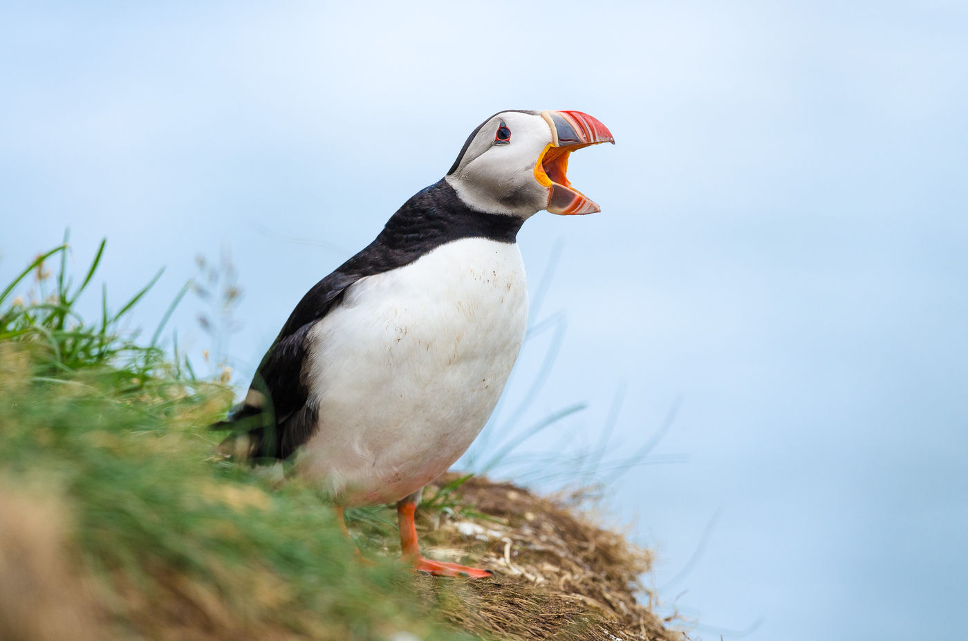 Papegaaiduiker. © Jeffrey Van Daele