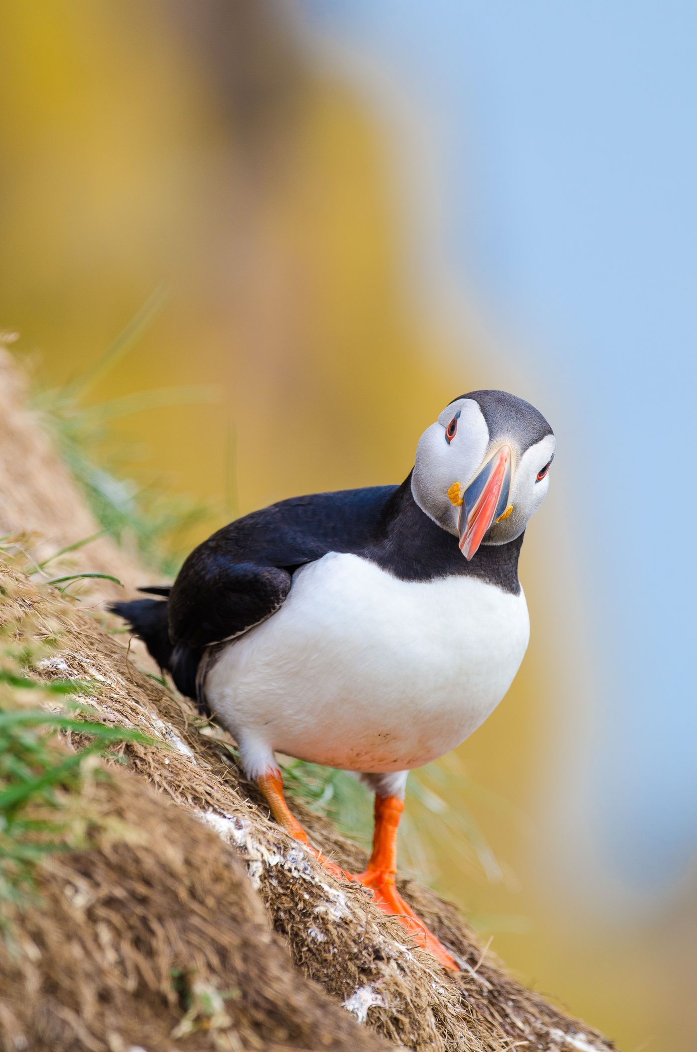 Papegaaiduiker. © Jeffrey Van Daele