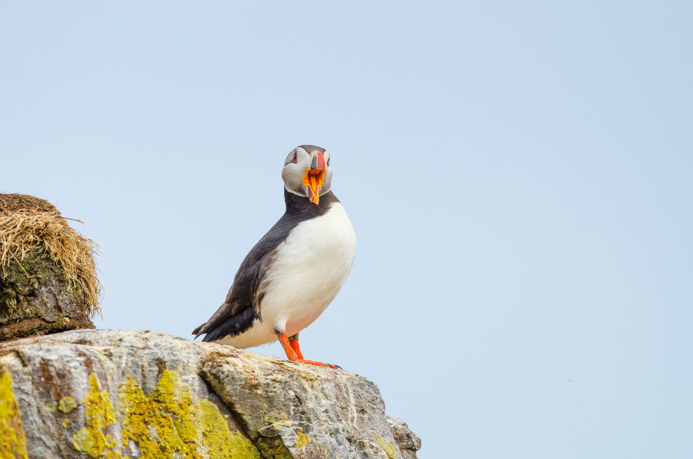 Papegaaiduiker. © Jeffrey Van Daele