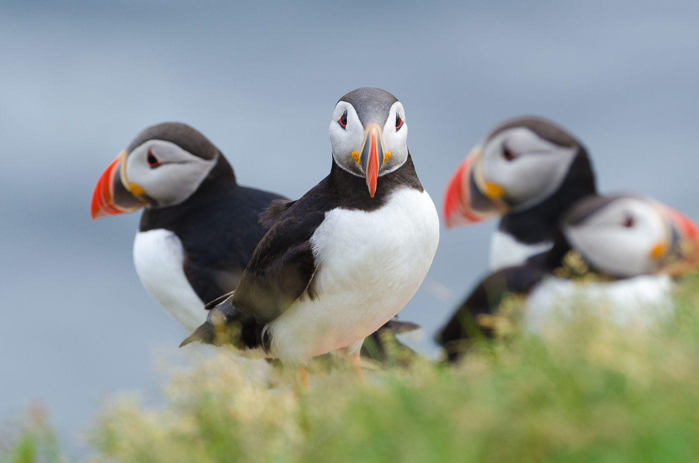 Papegaaiduiker. © Jeffrey Van Daele