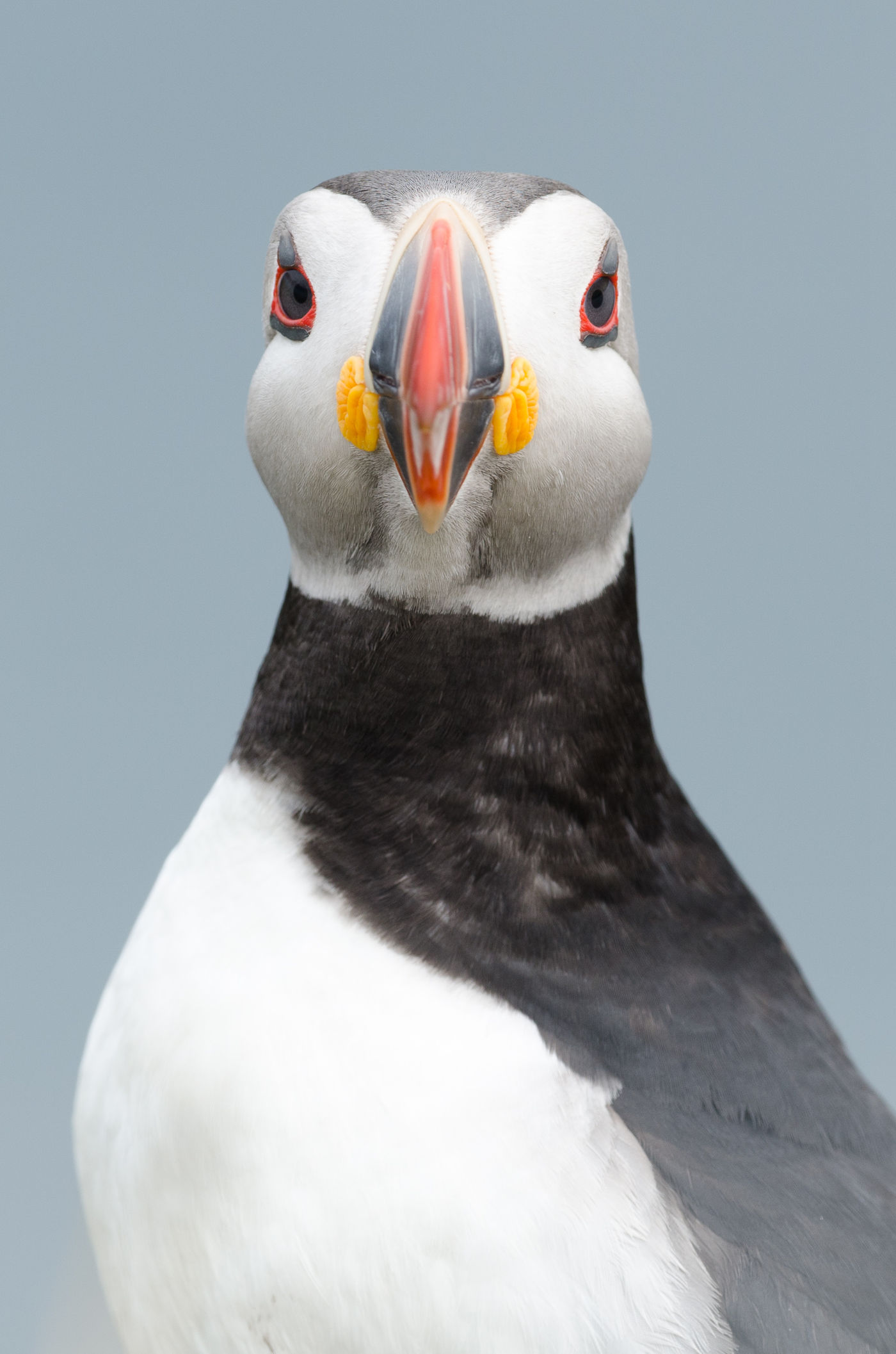 Papegaaiduiker. © Jeffrey Van Daele