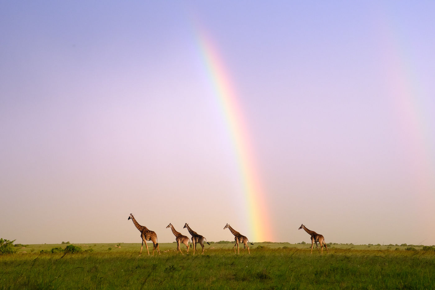 MasaiMara_JeffreyVanDaele (2) (c) Jeffrey Van Daele