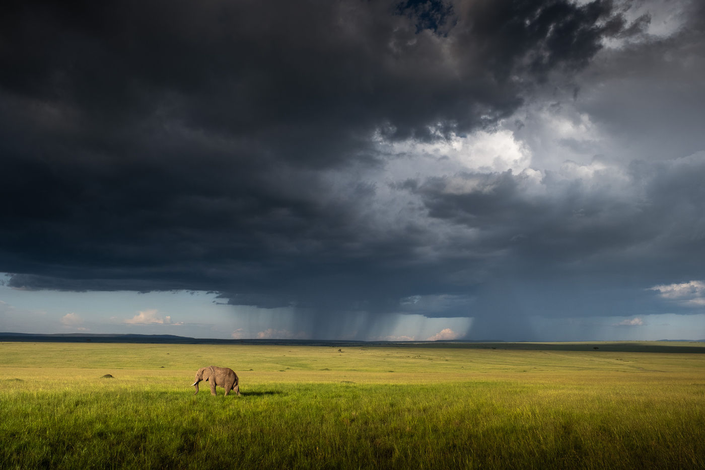 MasaiMara_JeffreyVanDaele (3) (c) Jeffrey Van Daele