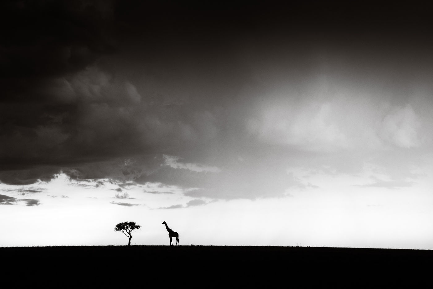 MasaiMara_JeffreyVanDaele (4) (c) Jeffrey Van Daele