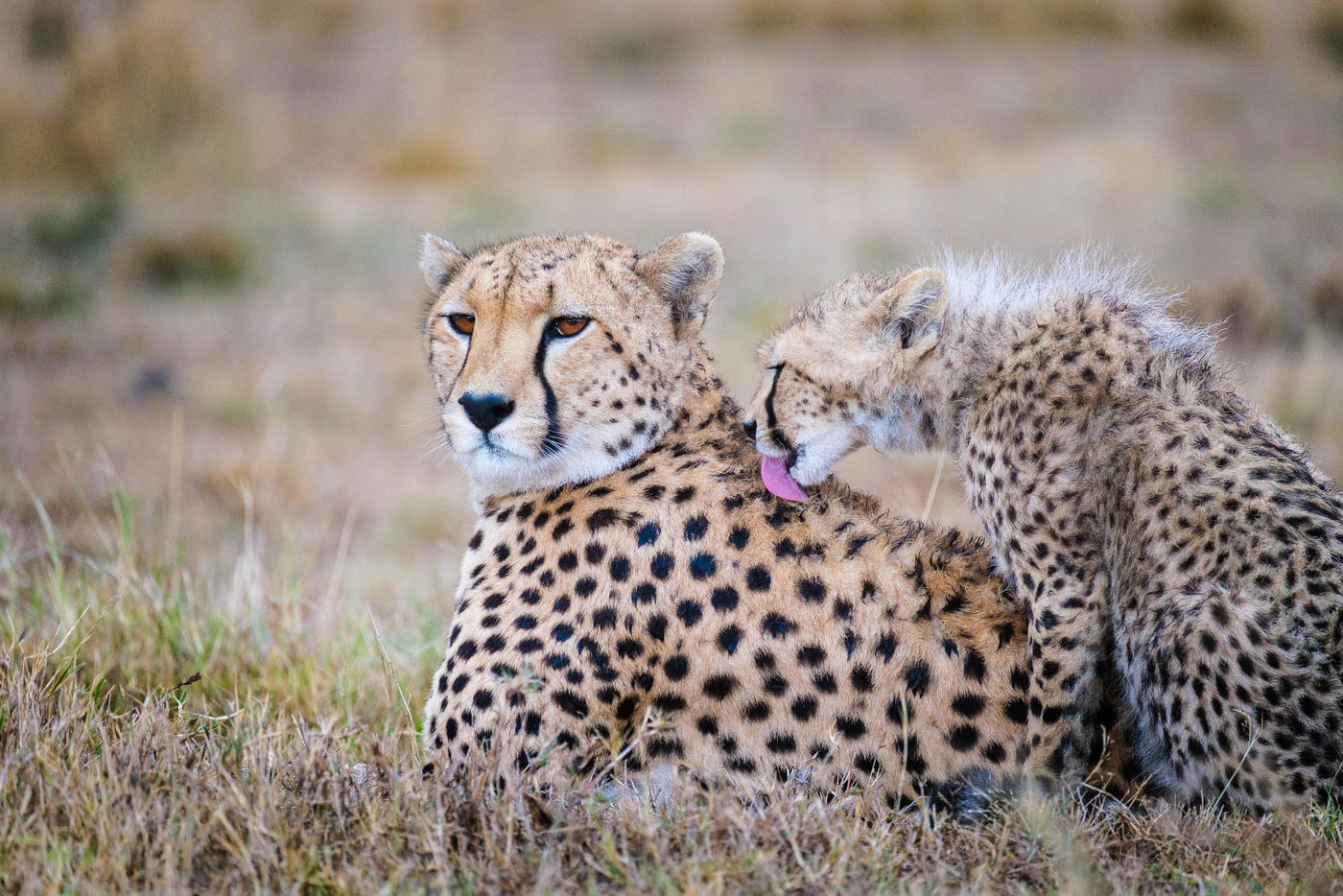 MasaiMara_JeffreyVanDaele (5) (c) Jeffrey Van Daele