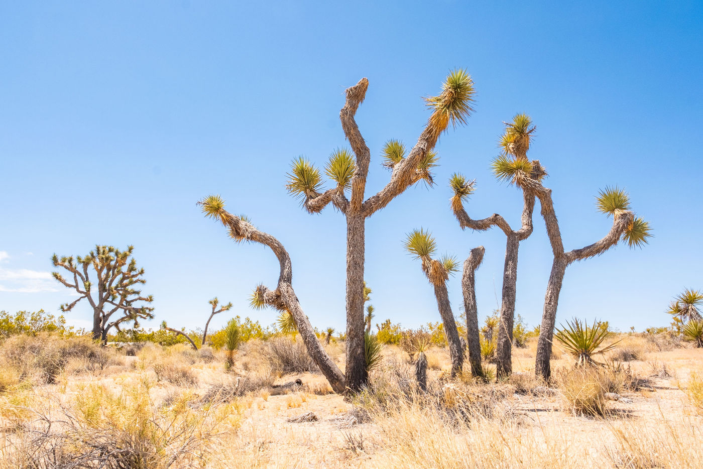 Joshua Tree National Park. © Jeffrey Van Daele
