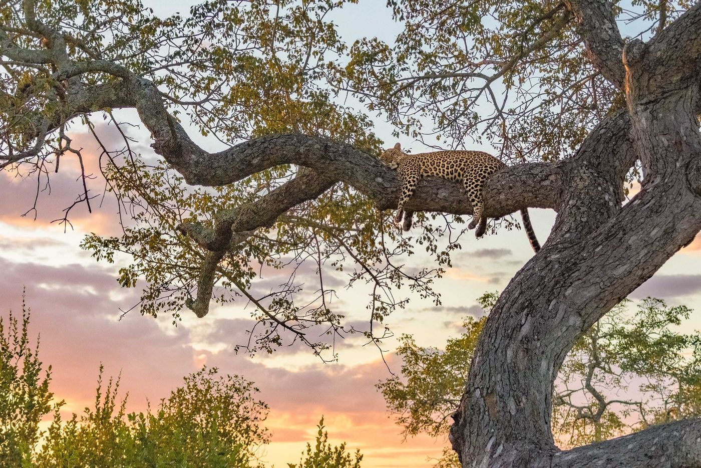 African leopard (Panthera pardus pardus) (c) Jeffrey Van Daele