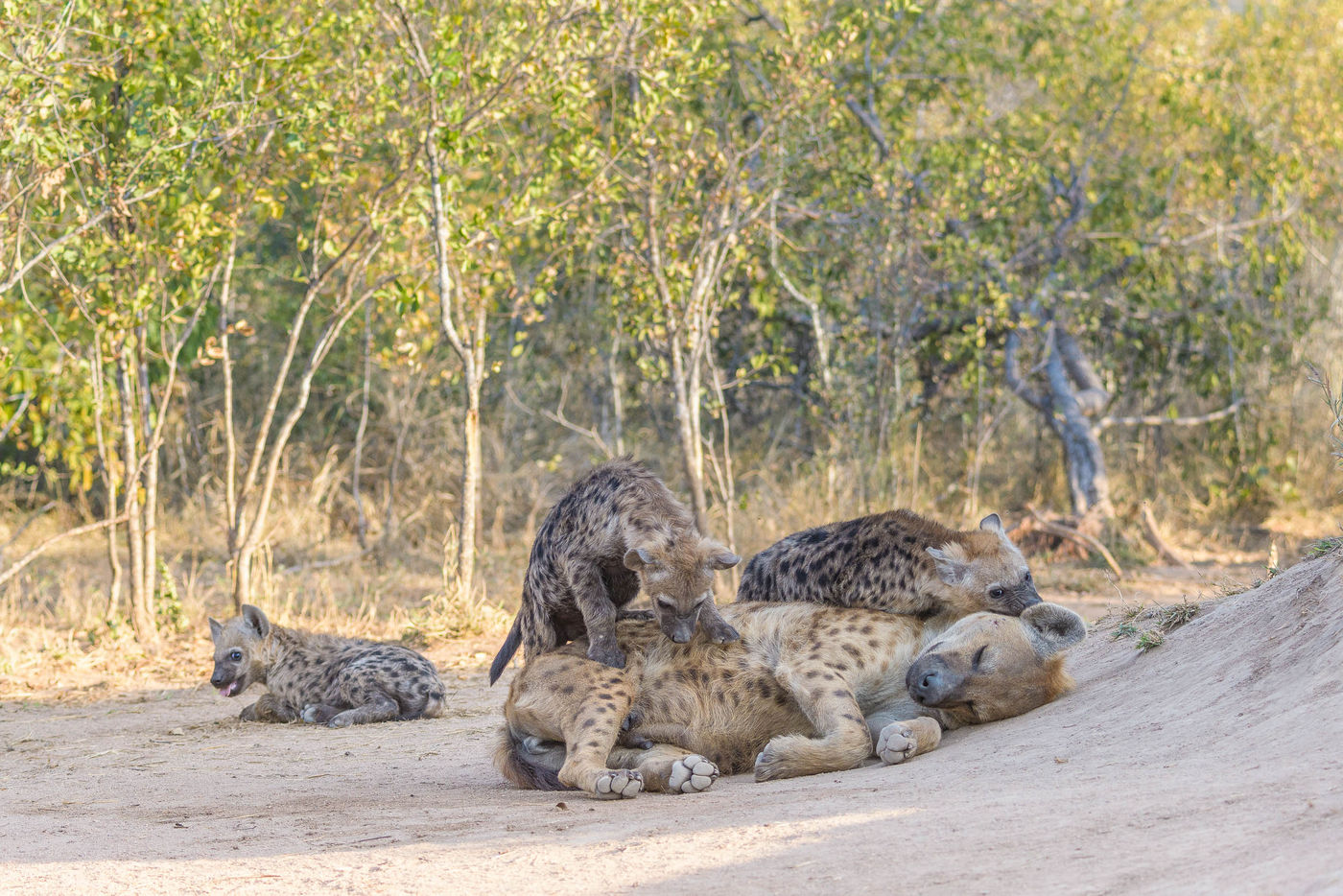 spotted hyena (Crocuta crocuta) (c) Jeffrey Van Daele