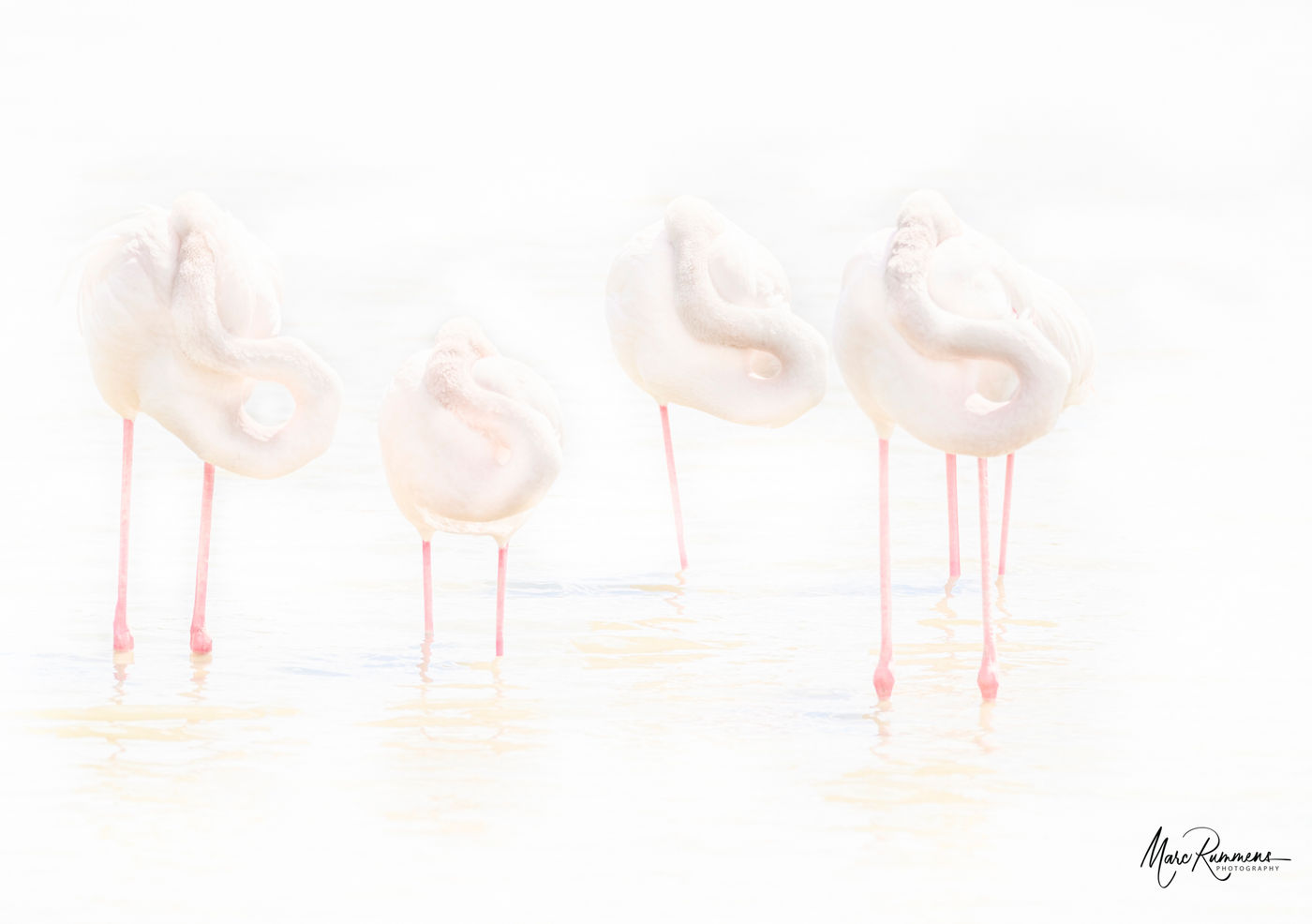 © Marc Rummens