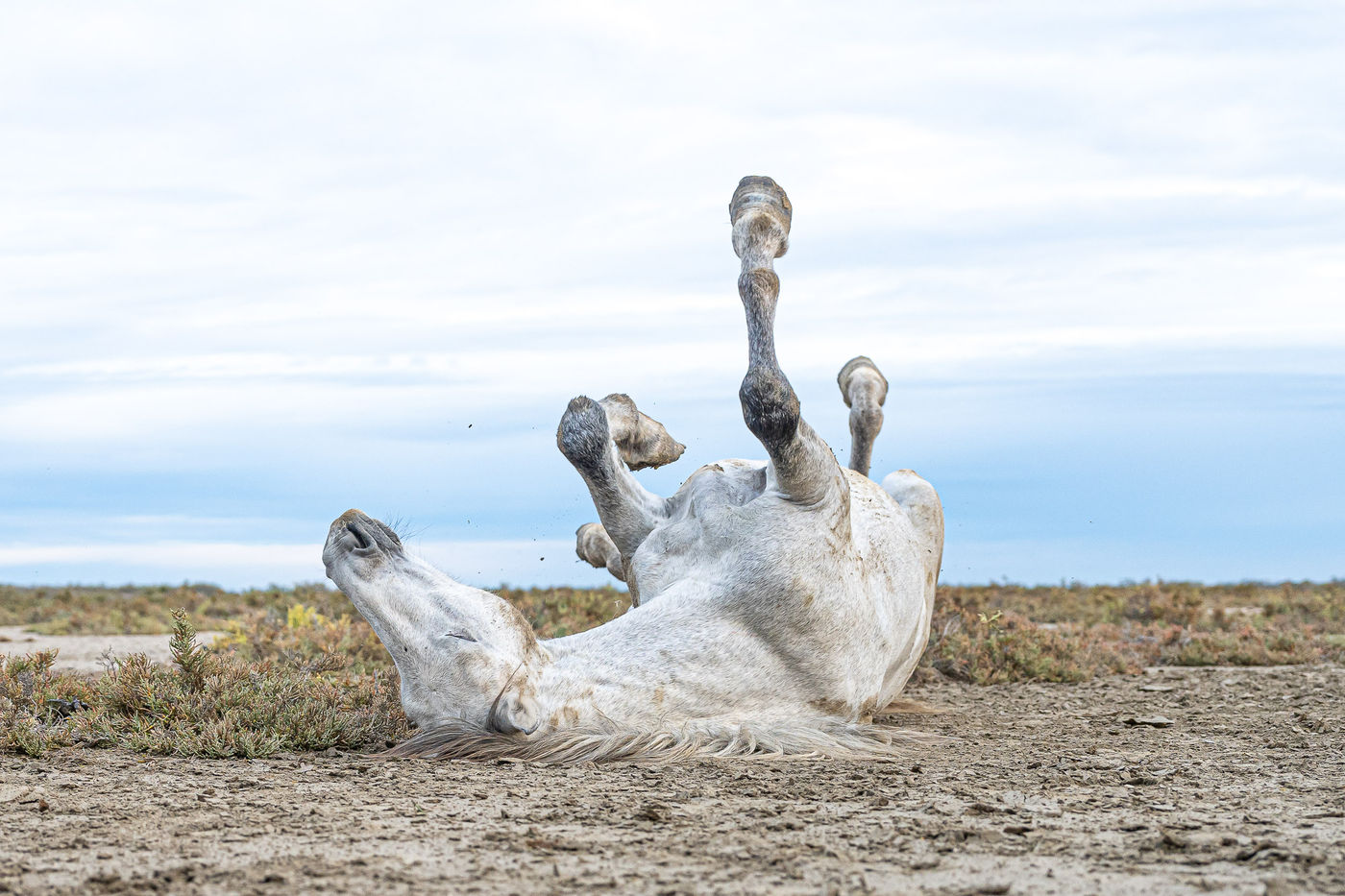 © Linda Van den Bossche