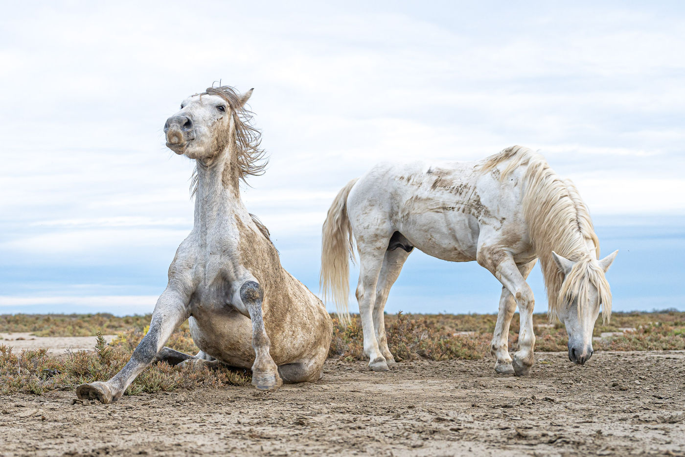 © Linda Van den Bossche