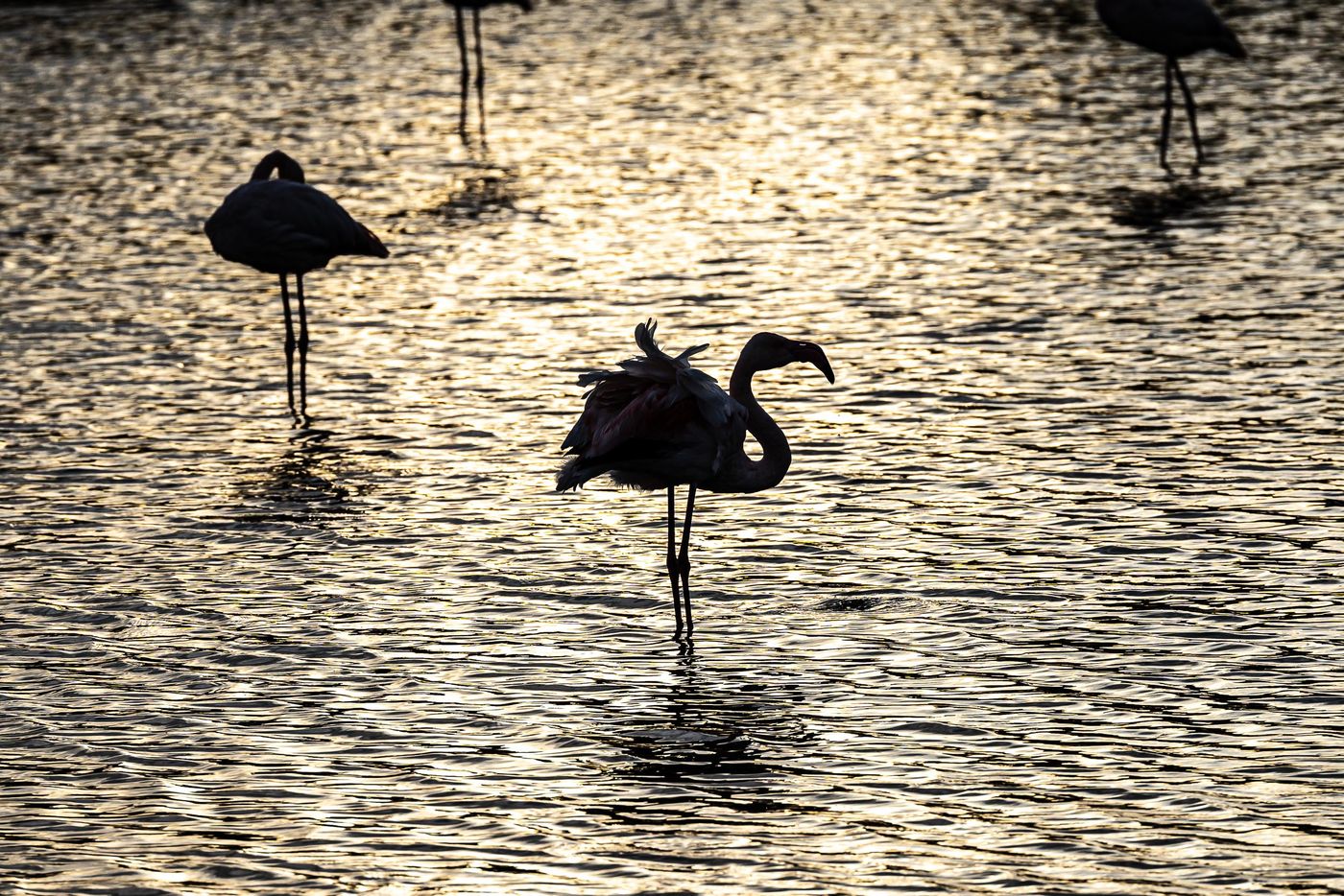 © Linda Van den Bossche