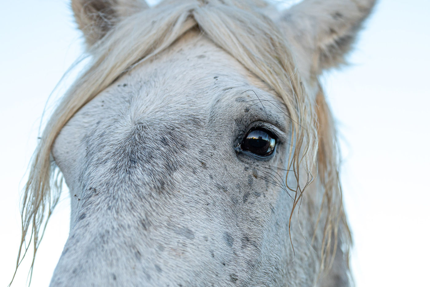 © Linda Van den Bossche