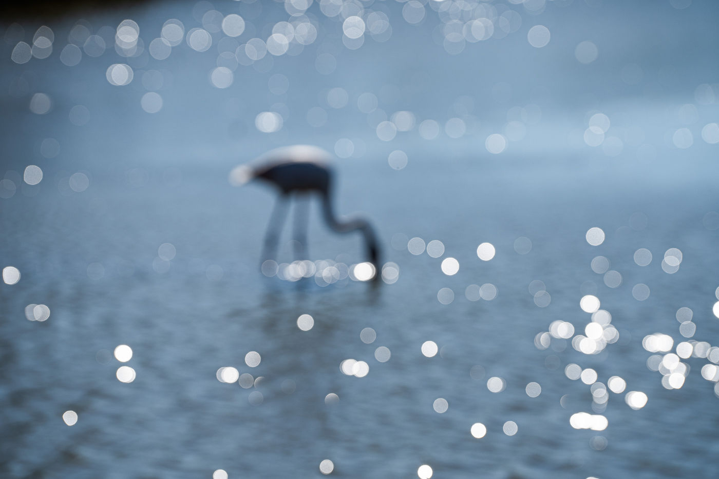 © Linda Van den Bossche