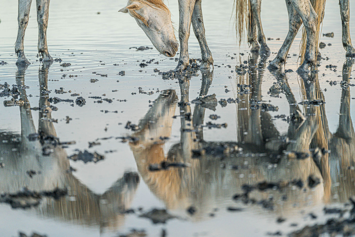 © Linda Van den Bossche