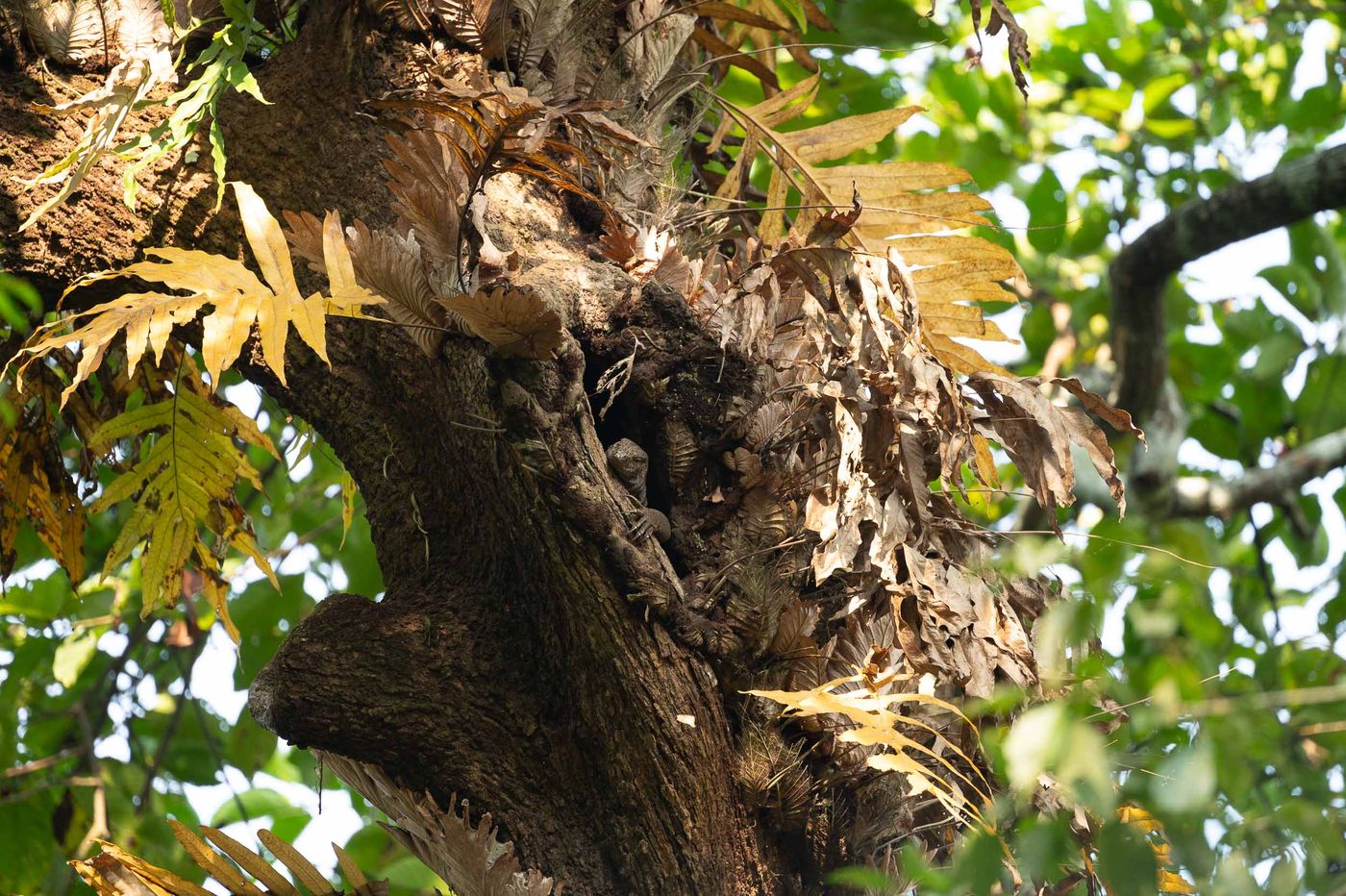 © Frederik Van der Hoeven