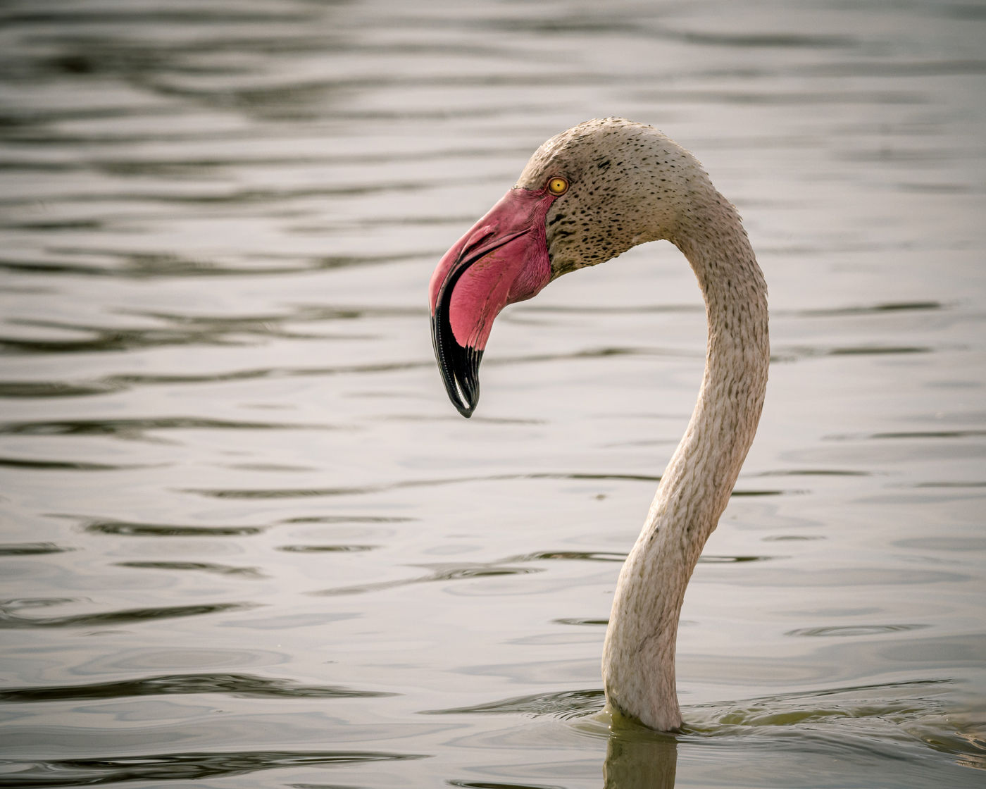 © Paul Geerts