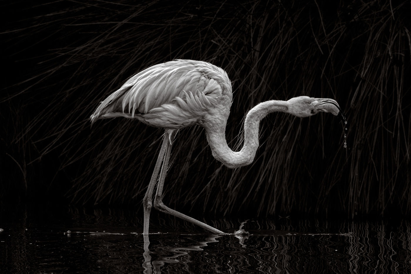 © Paul Geerts