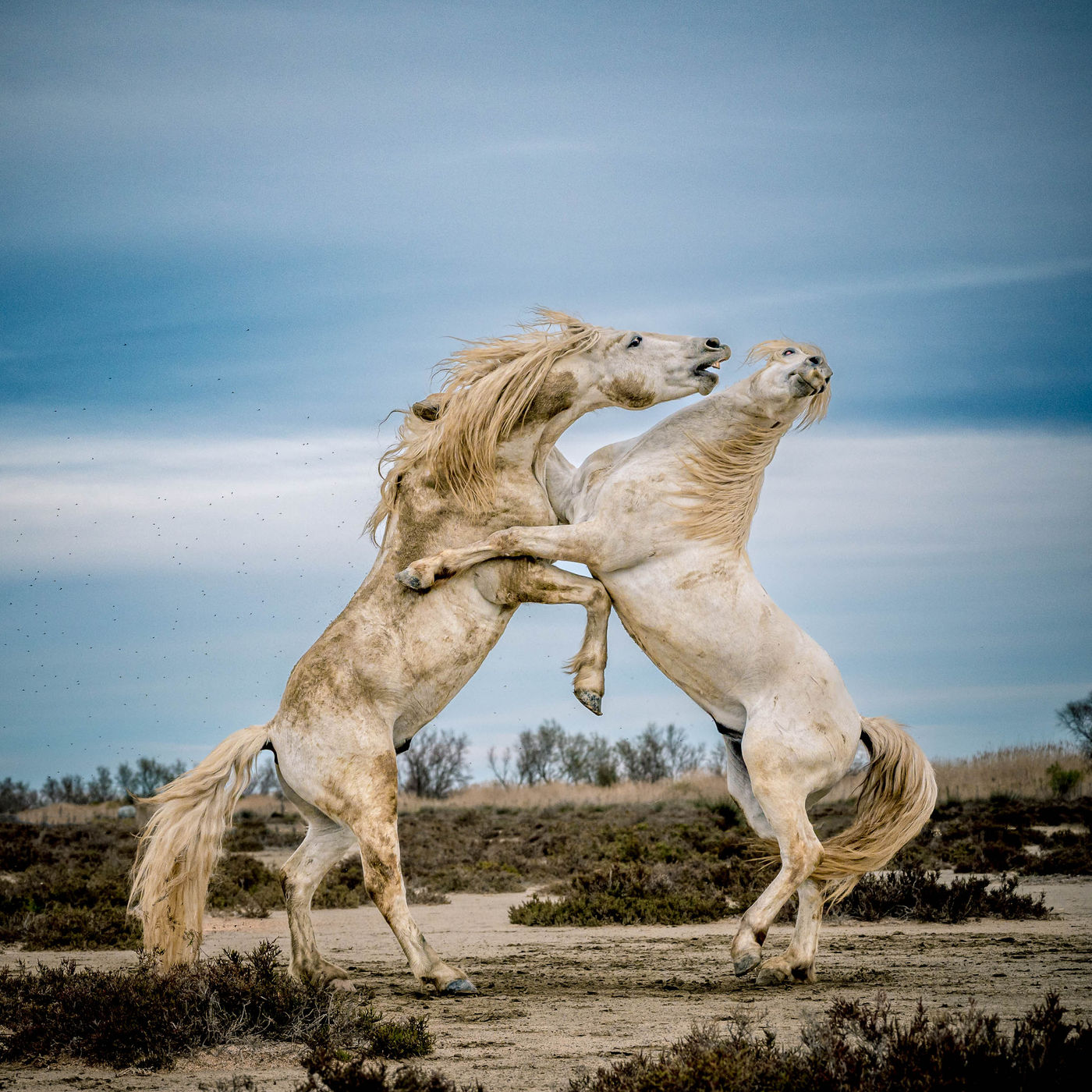 © Paul Geerts