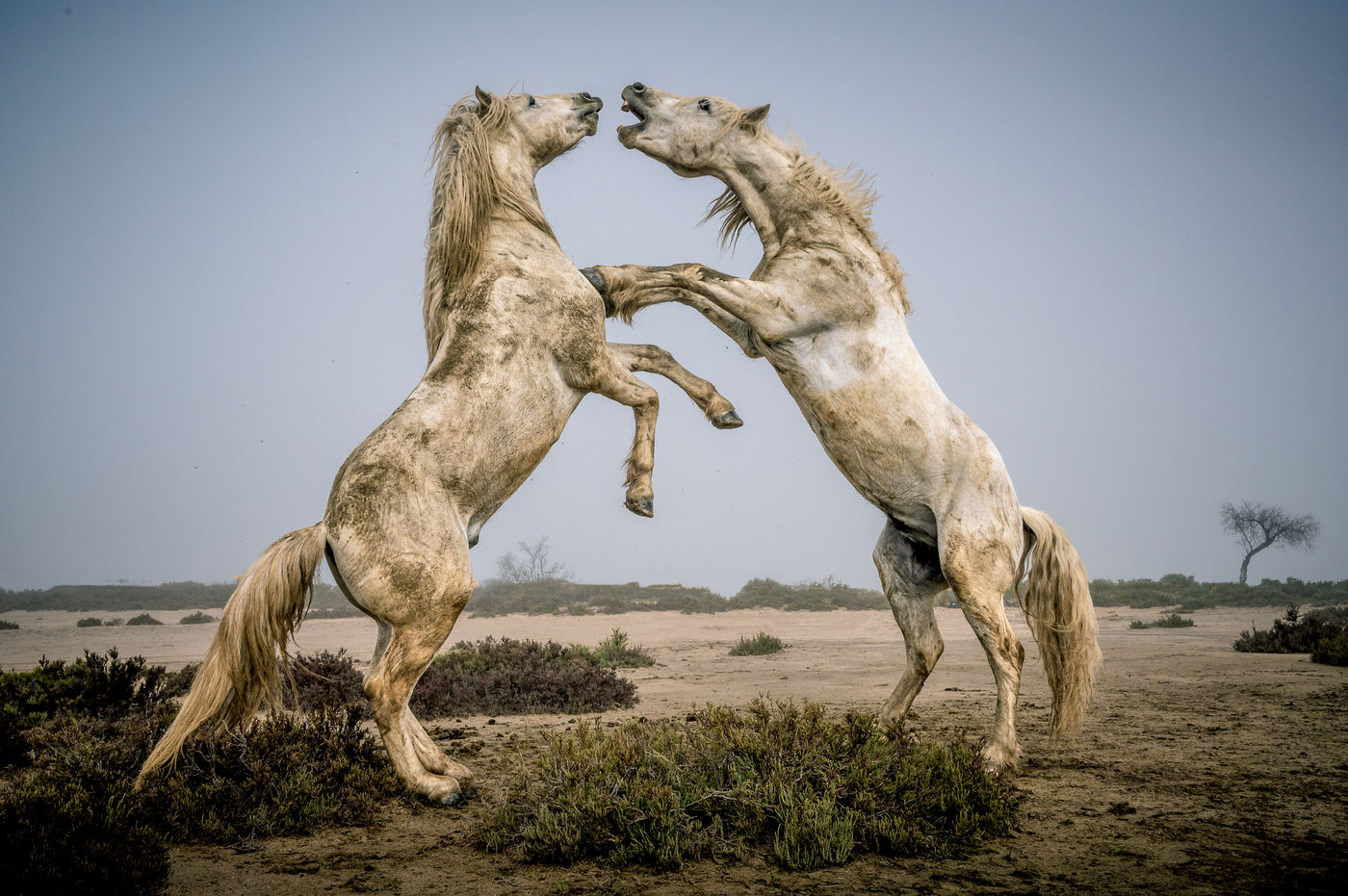 © Paul Geerts
