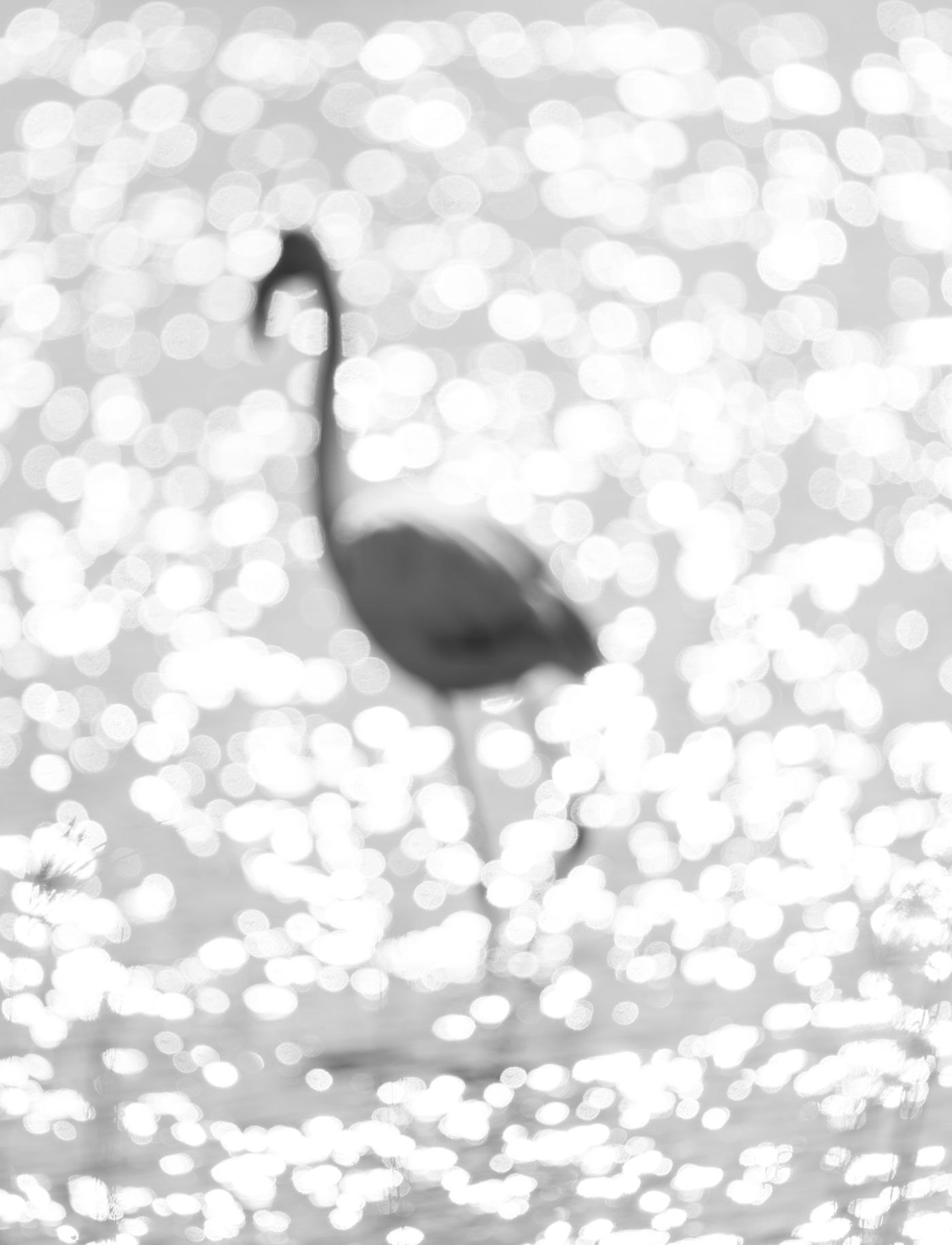 © Paul Geerts
