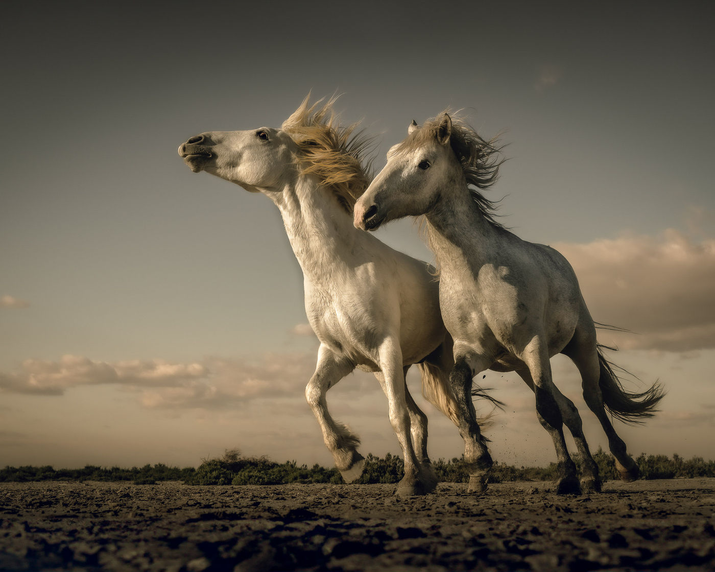 © Peter Dewever