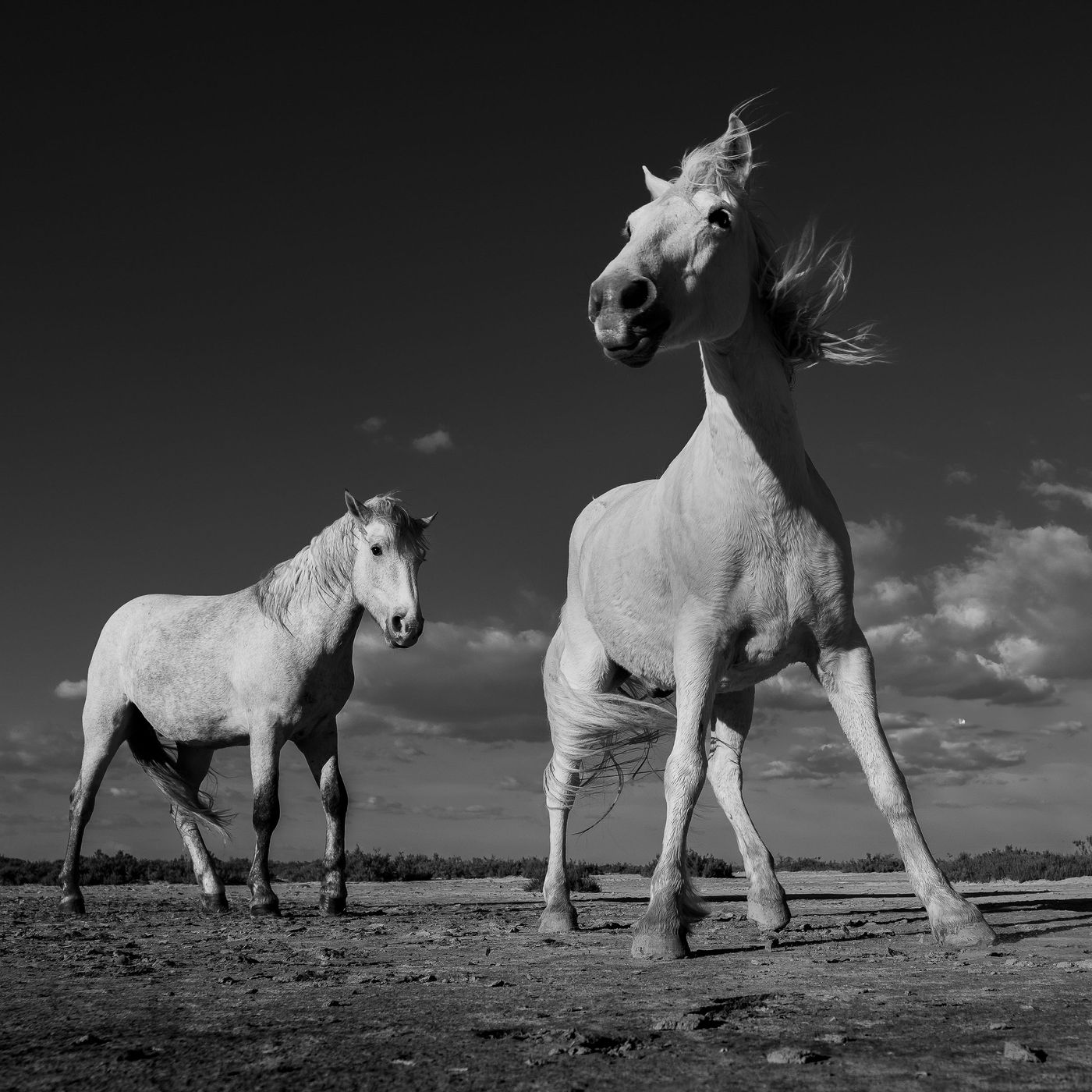 © Peter Dewever