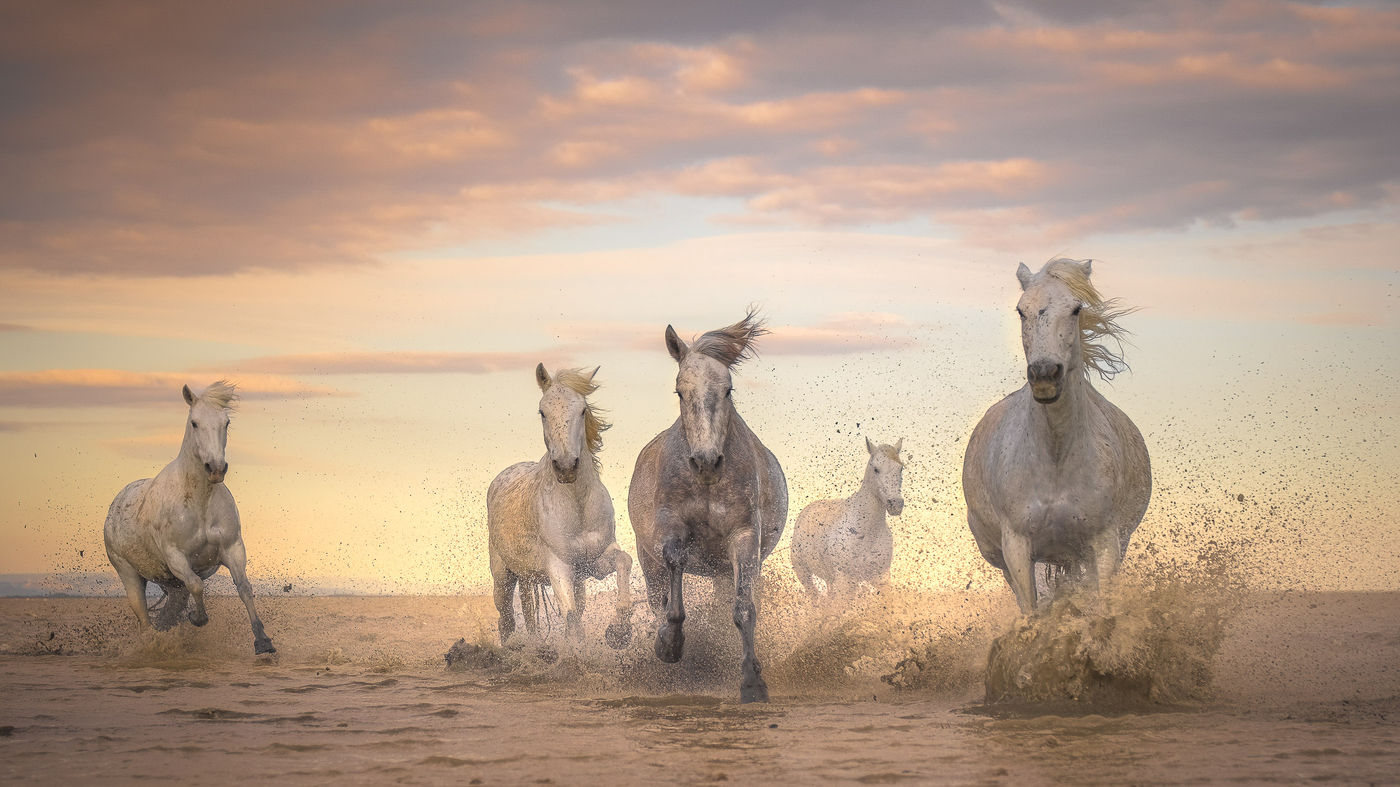 © Peter Dewever