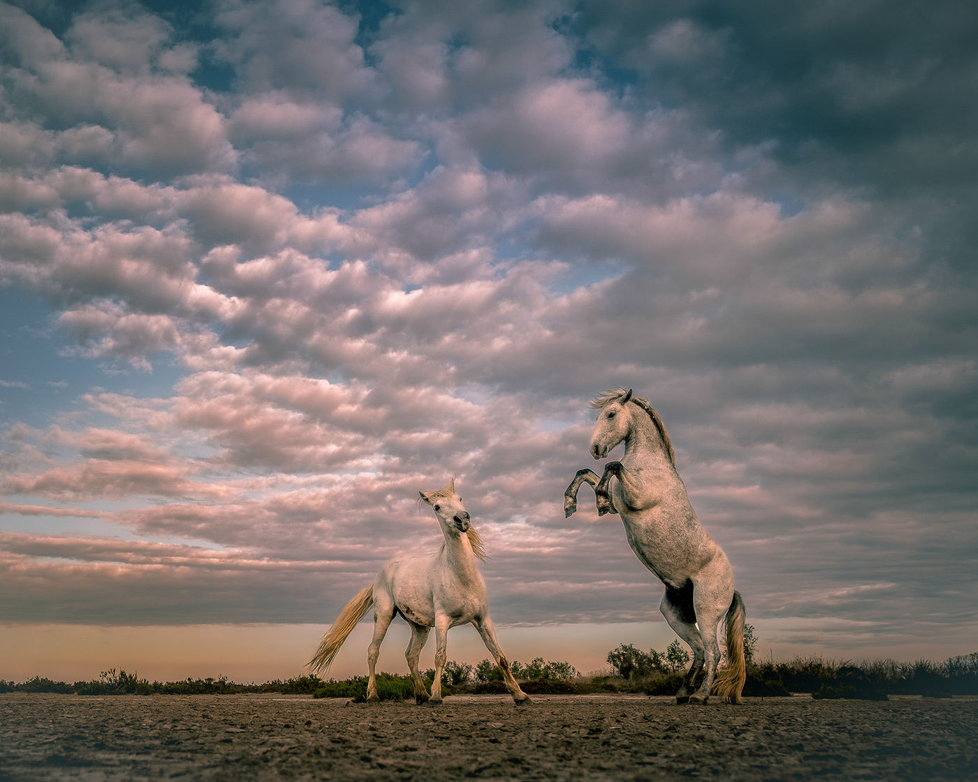 © Peter Dewever