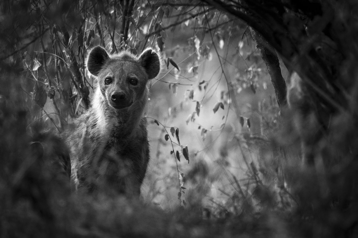 © Ann Backx