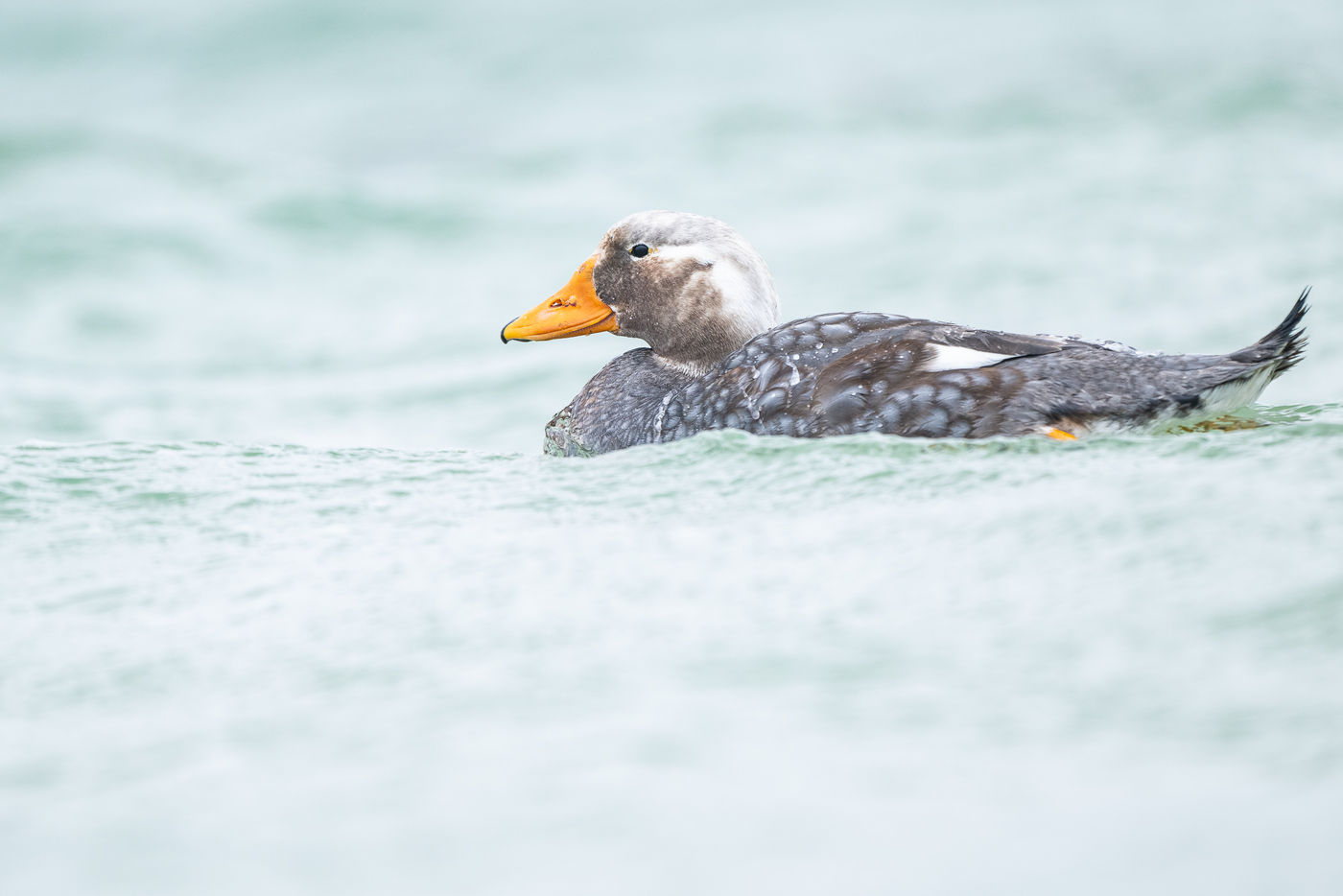 Falkland steamer duck © Billy Herman