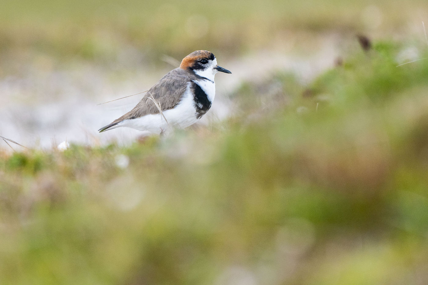 Rufous-chested dotterel © Billy Herman