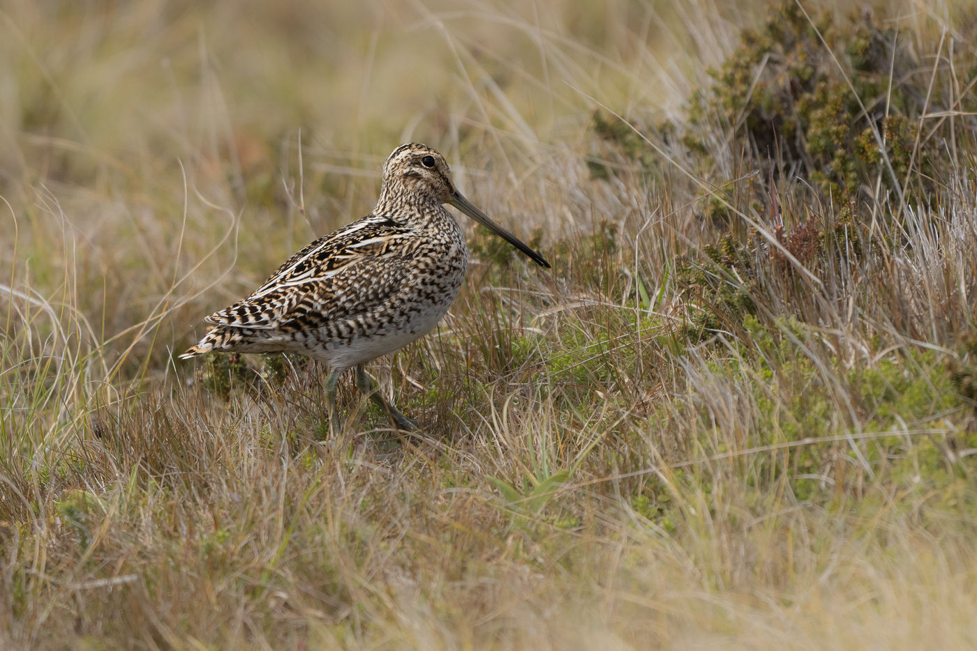 Pantanal snipe © Billy Herman