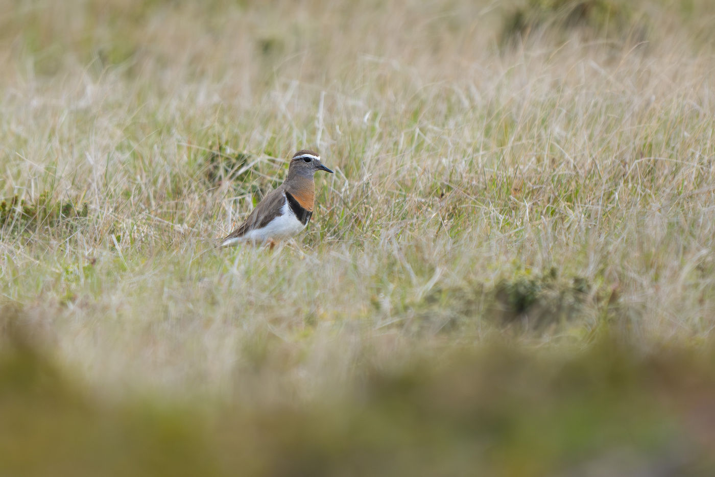 Rufous-chested dotterel © Billy Herman
